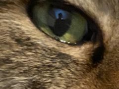 -纳吉亚猫专科动物医院(康都外科中心)