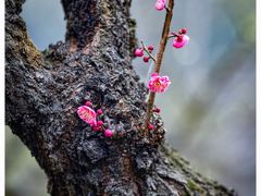-梅花山(明孝陵内)