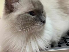 -猫和宫(六道口店)