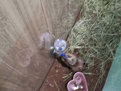 -藦茜花园宠物主题亲子互动体验馆(国顺东路店)