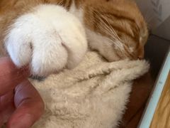 -滚猫咖啡·猫咖·猫友好撸猫(未来城店)