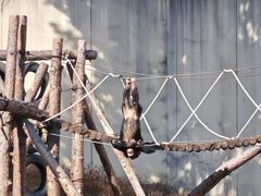 -合肥野生动物园
