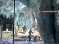 -帝企鹅自助餐厅•儿童岛•真企鹅(长隆企鹅酒店)