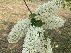 -石家庄市植物园