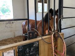 -枫露马术学院(藏书校区)