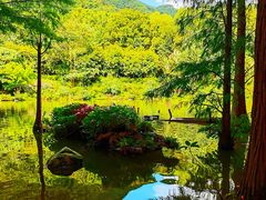 -深圳仙湖植物园