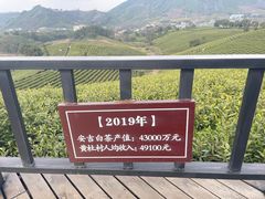 -白茶原·一片叶子