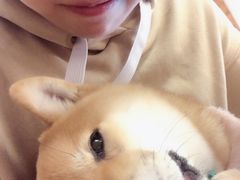 -豆柴町-柴犬主题狗咖(红鼎国际C座店)