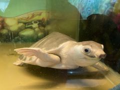 -上海大自然野生昆虫馆(东方明珠·爬宠昆虫探索中心)