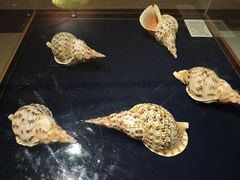 -青岛贝壳博物馆