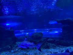 -秦皇岛新澳海底世界