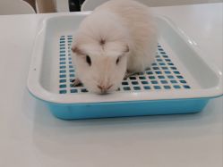 -Moni星球萌宠·小马宝莉·灵蛇·高端高阶全萌宠互动体验俱乐部(红豆国际广场店)