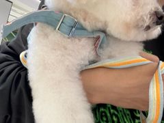 -帕帕拉兹宠物(亚洲旗舰店)