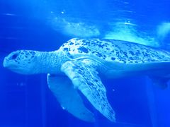 -太平洋海底世界