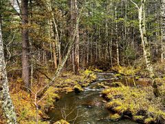 -五营红松林海景区