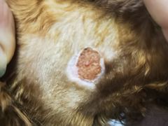 -康乐宝动物医院