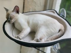 -有猫主题·治愈系猫咖(曾厝垵店)