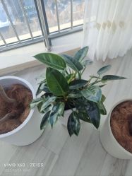 -HEYAN荷妍专业脱毛连锁机构