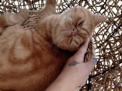 -飞行喵MR PILOT|猫舍·猫咖(静安大融城店)