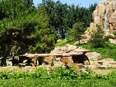 -北京野生动物园