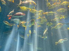 -泉城欧乐堡海洋极地世界