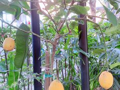 -NLFS1983咖啡花园餐厅(锦桂店)