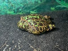 -上海大自然野生昆虫馆(东方明珠·爬宠昆虫探索中心)