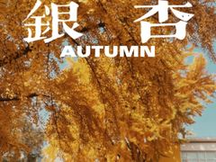 -三里屯东五街银杏大道
