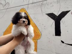 -翊宠yipet猫狗购宠庄园犬舍•猫舍