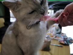 -李小姐の猫咖啡馆(五角场店)
