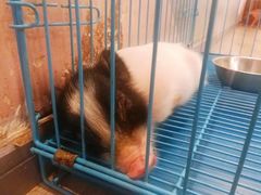 -浣熊柯尔鸭土拨鼠·电玩咖