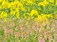 -中国天府农业博览园