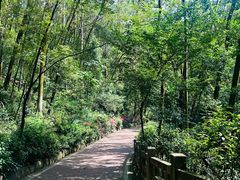 -东莞市大岭山森林公园