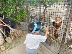-樂桃源奉贤黄桃种植采摘基地