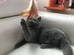 -lincat·猫舍(广州店)