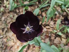 -上海鲜花港