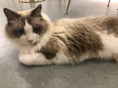 -飞行喵MR PILOT|猫舍·猫咖(静安大融城店)