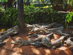 -海南热带野生动植物园