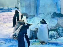 -芜湖新华联大白鲸海洋公园