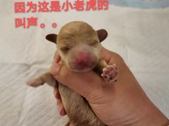 -爱侣宠医·鹦鹉专科·小型哺乳类·异宠专科(灵石路店)