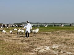 -盐城丹顶鹤湿地生态旅游区