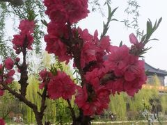 -南汇桃花村