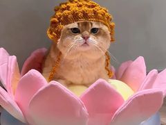 -瑞派康怡24h宠物医院·犬猫医疗中心·微创绝育(瑞景分院)
