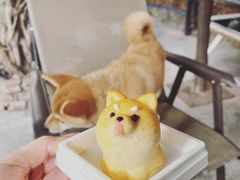 -柴犬高等学院·狗咖·柴犬售卖·宠物训练