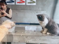 -浣熊柯尔鸭土拨鼠·电玩咖