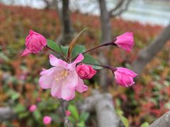 -昆山城市生态森林公园