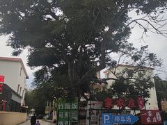 -丰依竹食·老牌竹筒饭