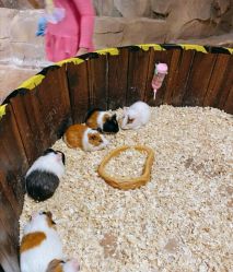 -宝燕乐园(闵行旗舰店)