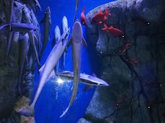 -成都浩海立方海洋公园