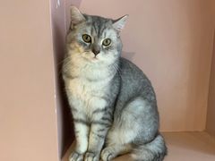-猫儿山۰猫主题餐厅